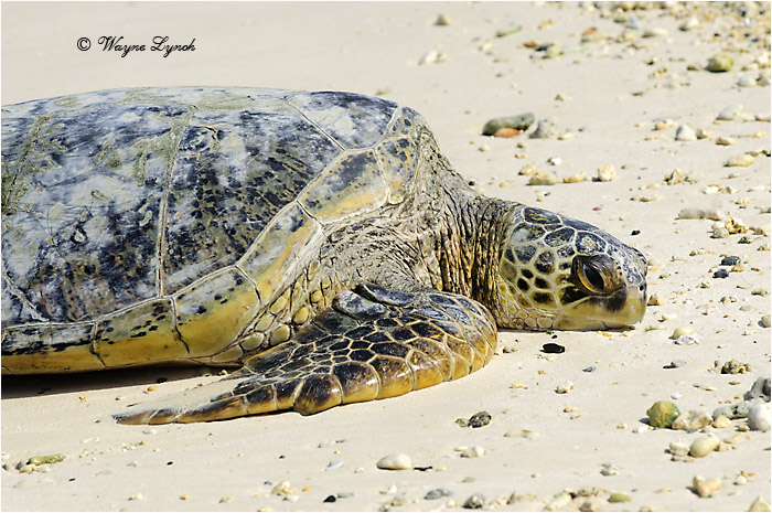 Green Sea Turtle 102 by Dr. Wayne Lynch &copy;