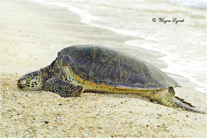 Green Sea Turtle 103 by Dr. Wayne Lynch &copy;