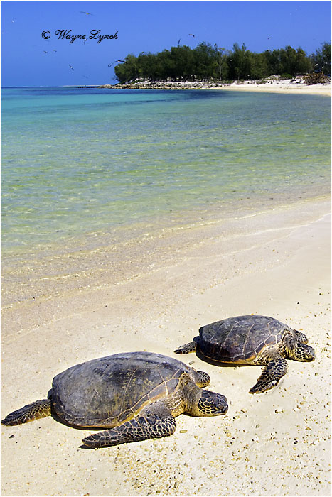 Green Sea Turtle 106 by Dr. Wayne Lynch &copy;