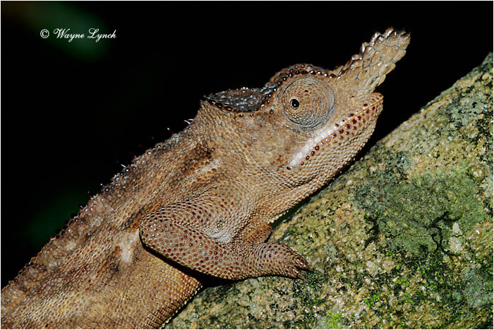 Lesser Horned Chameleon 101 by Dr. Wayne Lynch &copy;