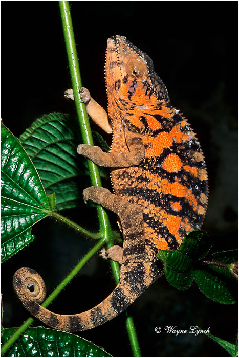 Panther Chameleon 104 by Dr. Wayne Lynch &copy;