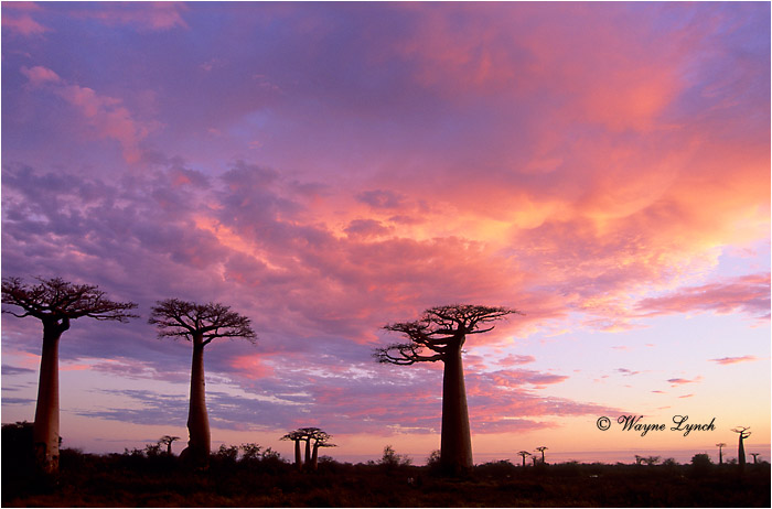 Baobab Trees 102 by Dr. Wayne Lynch 