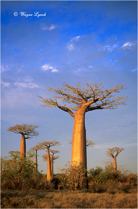 Baobab Trees 103 by Dr. Wayne Lynch &copy;