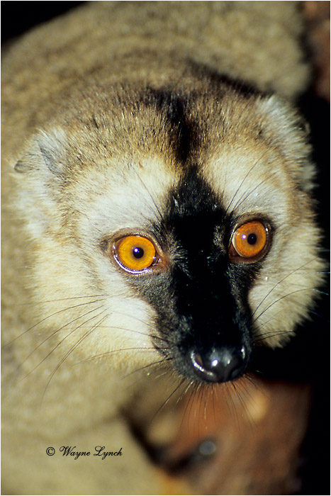 Common Brown Lemur 101 by Dr. Wayne Lynch &copy;