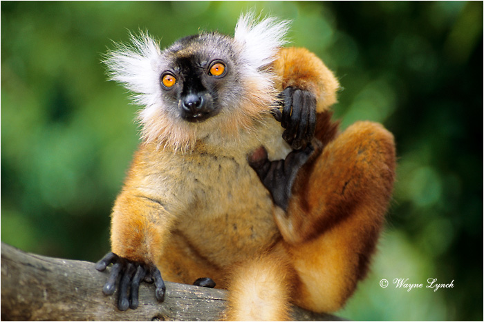 Female Black Lemur 101 by Dr. Wayne Lynch 