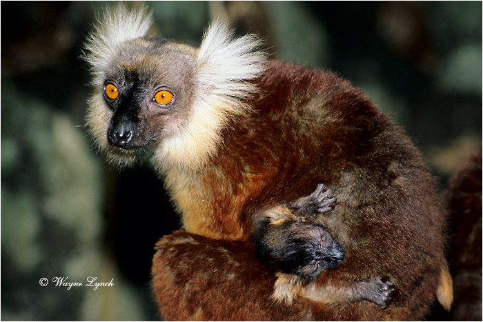 Female Black Lemur & Young 102 by Dr. Wayne Lynch &copy;