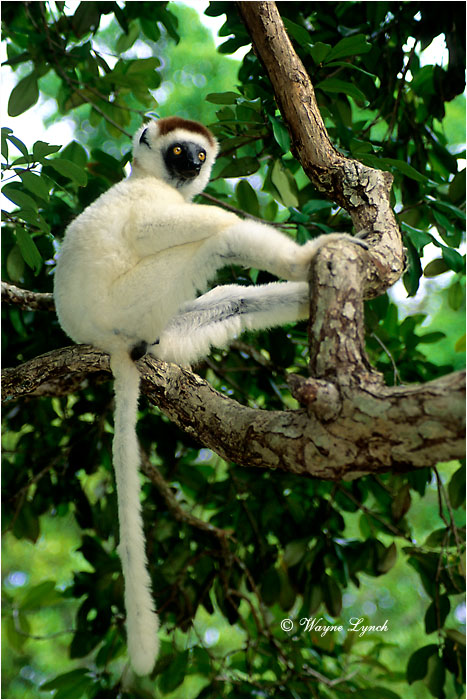 Verreaux's Sifaka 103 by Dr. Wayne Lynch &copy;
