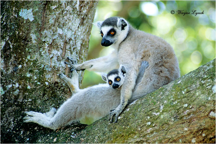 Ring-tailed Lemur 101 by Dr. Wayne Lynch &copy;