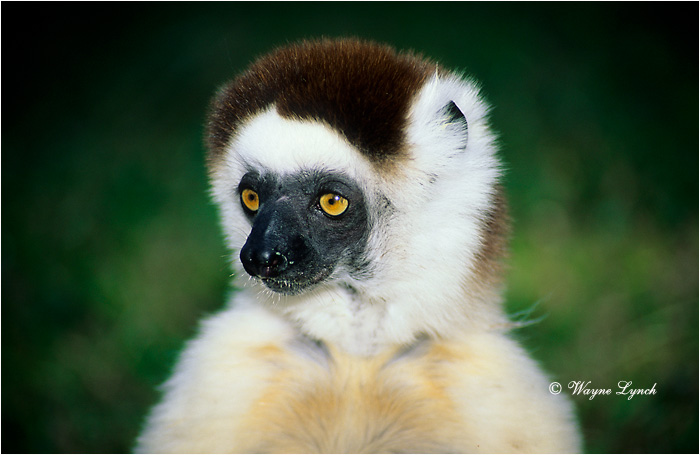 Verreaux's Sifaka 106 by Dr. Wayne Lynch &copy;