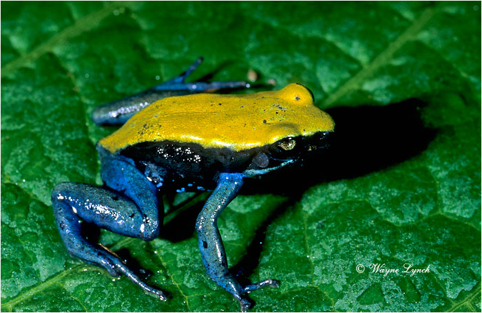 Green-backed Mantella 101 by Dr. Wayne Lynch &copy;