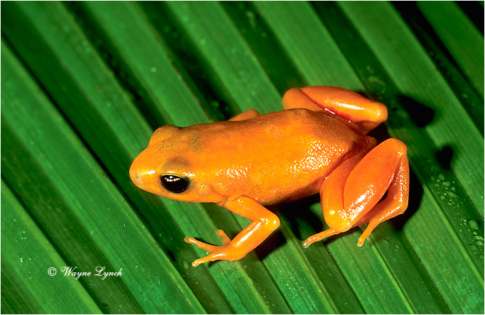 Golden Mantella 101 by Dr. Wayne Lynch &copy;