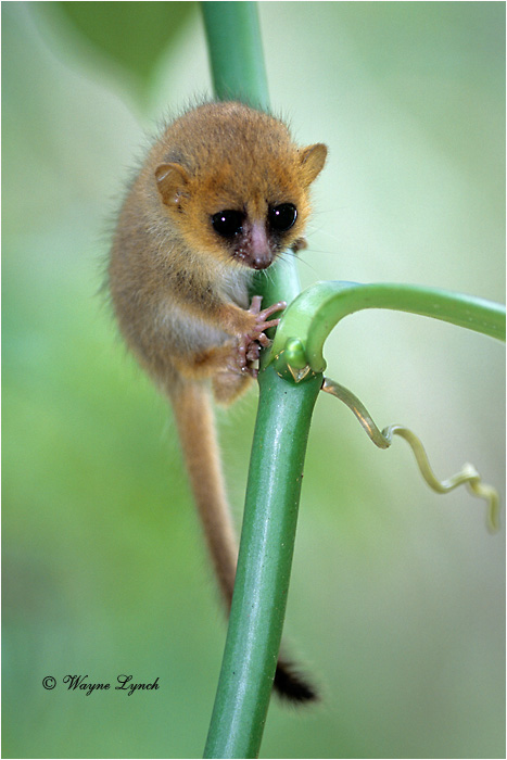 Brown Mouse Lemur 101 by Dr. Wayne Lynch &copy;