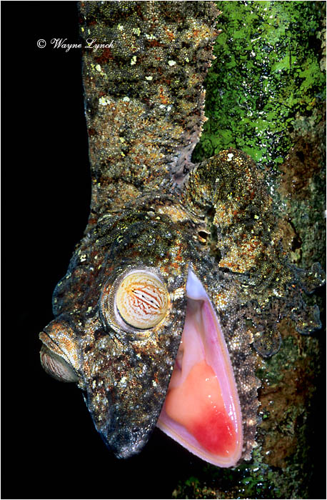 Leaf-tailed Gecko 101 by Dr. Wayne Lynch &copy;