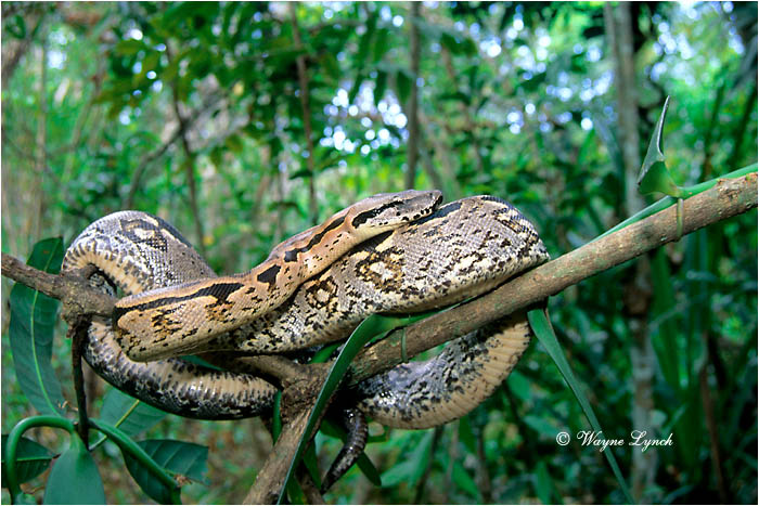 Madagascar Tree Boa 101 by Dr. Wayne Lynch &copy;