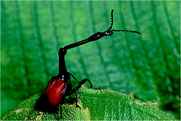 Giraffe-necked Weevil 101 by Dr. Wayne Lynch &copy;