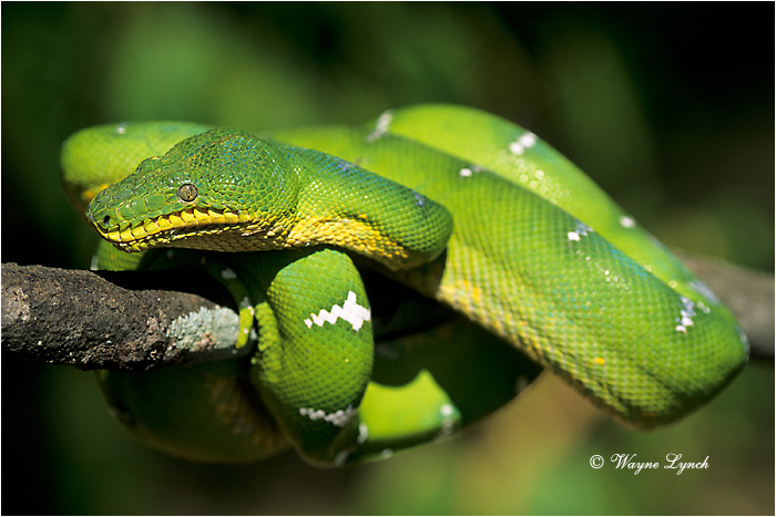 Emerald Tree Boa Brazil 101 by Dr. Wayne Lynch &copy;