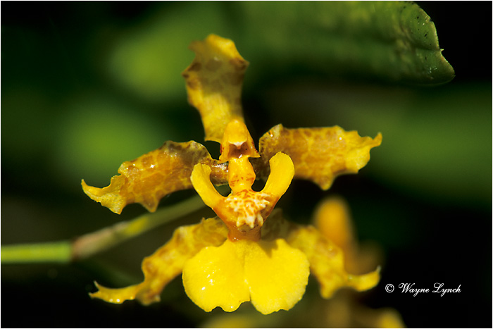 Orchid 101 by Dr. Wayne Lynch &copy;