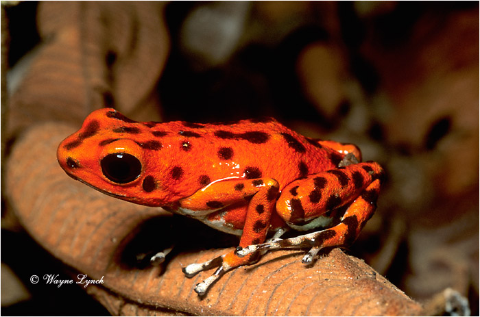 Poison Dart Frog Panama 101 by Dr. Wayne Lynch &copy;