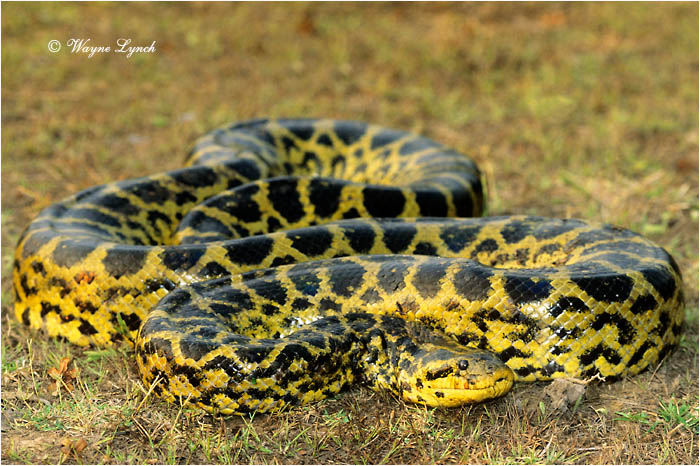 Yellow Anaconda Brazil 101 by Dr. Waynce Lynch &copy;