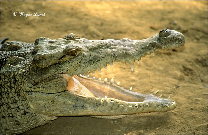 American Crocodile 101 by Dr. Wayne Lynch &copy;