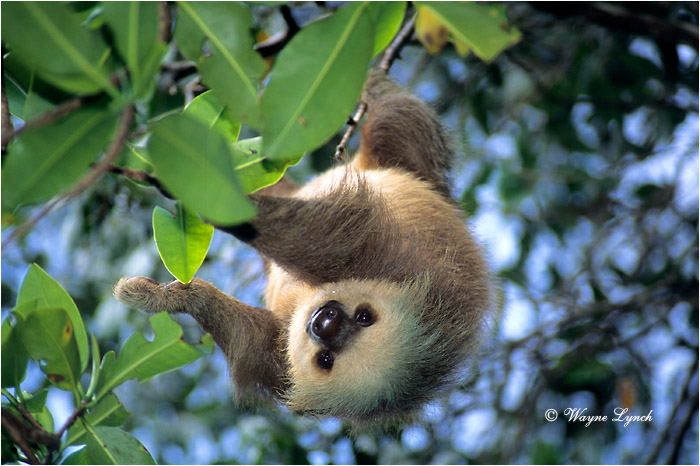 Two-toed Sloth Panama 101 by Dr. Wayne Lynch &copy;