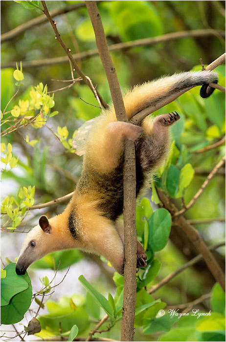 Collared Anteater Brazil 101 by Dr. Wayne Lynch &copy;