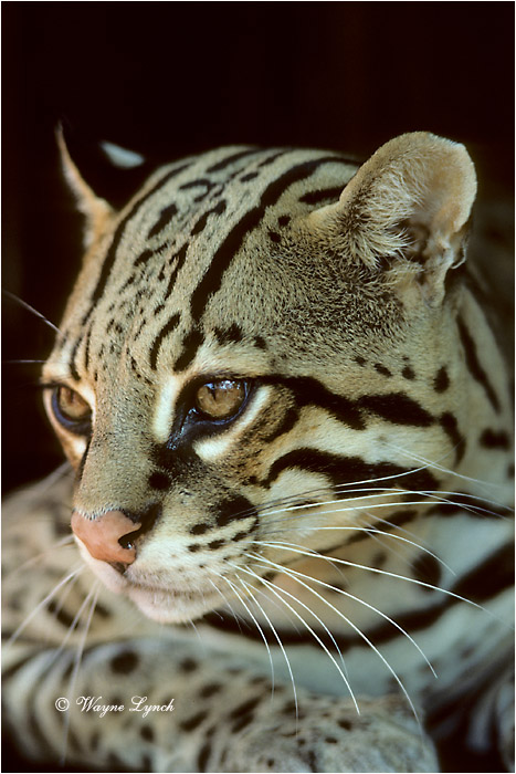 Ocelot Costa Rica 101 by Dr. Wayne Lynch &copy;