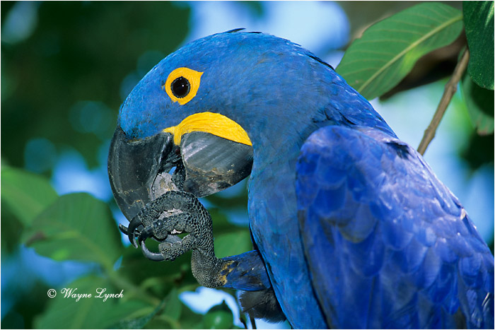 Hyacinth Macaw Brazil 101 by Dr. Wayne Lynch &copy;