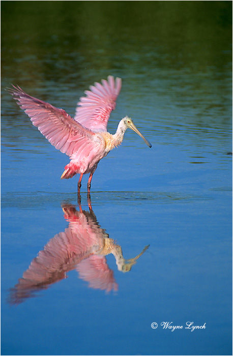 Roseate Spoonbill 101 by Dr. Wayne Lynch &copy;