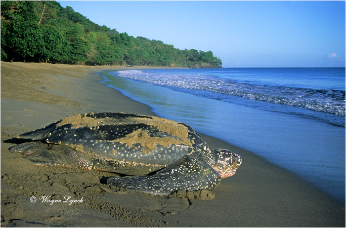 Leatherback Sea Turtle 117 by Dr. Wayne Lynch &copy;