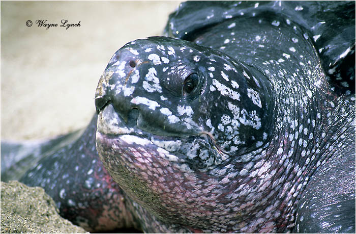 Leatherback Sea Turtle 114 by Dr. Wayne Lynch &copy;