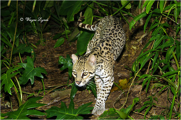 Ocelot 105 by Dr. Wayne Lynch &copy;