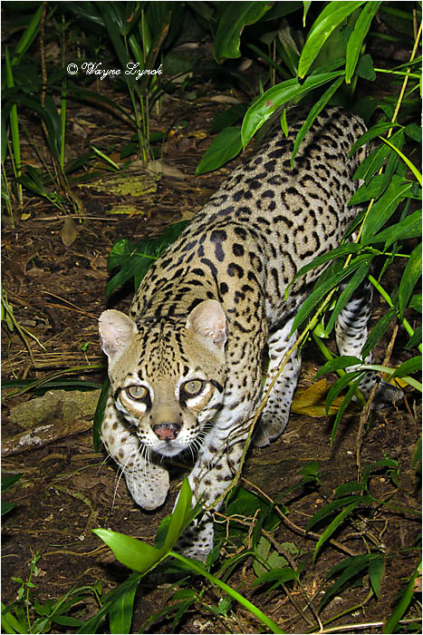 Ocelot 108 by Dr. Wayne Lynch &copy;