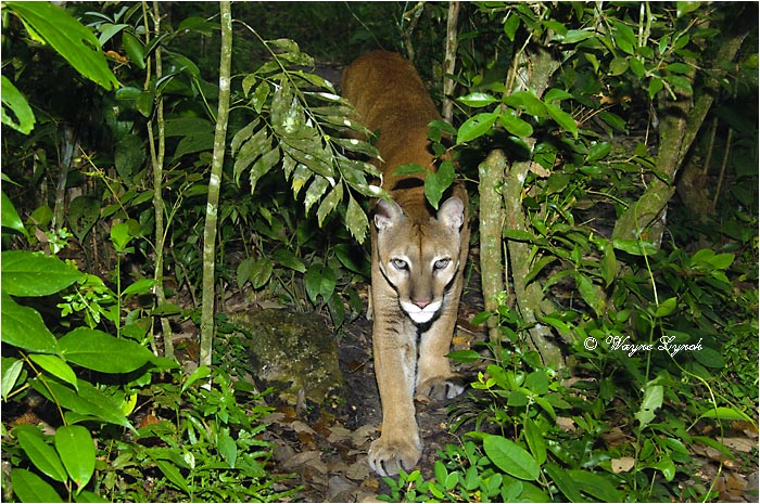 Central American Puma 104 by Dr. Wayne Lynch &copy;