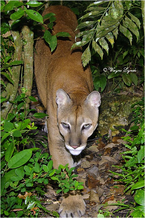 Central American Puma 105