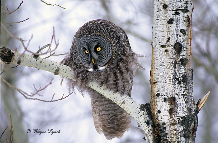 Great Gray Owl 109 by Wayne Lynch &copy;