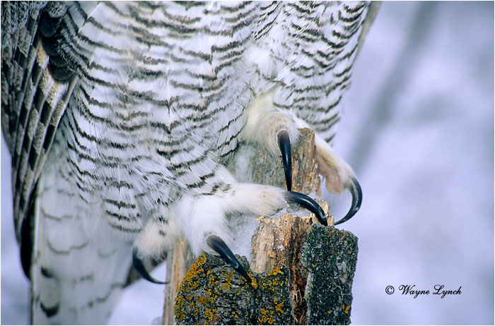 Great Horned Owl 112 by Wayne Lynch &copy;