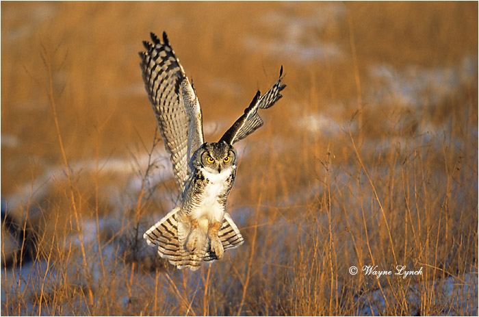 Great Horned Owl 101 by Wayne Lynch &copy;