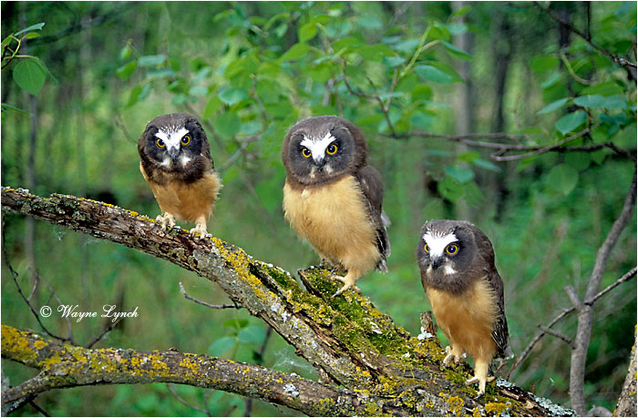 Saw-whet Owl 102 by Wayne Lynch &copy;