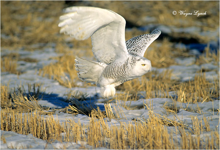 Snowy Owl 105 by Wayne Lynch &copy;