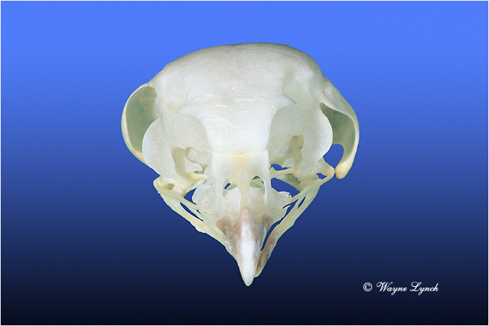 Boreal Owl 116 by Wayne Lynch &copy;