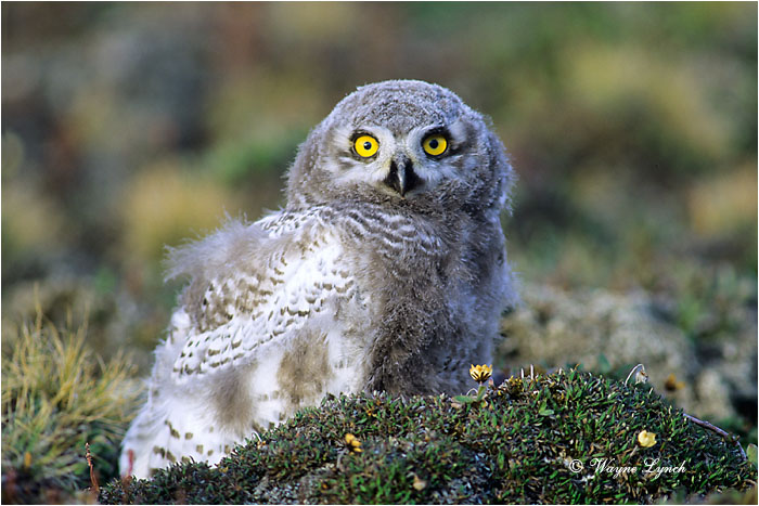Snowy Owl 122 by Wayne Lynch &copy;