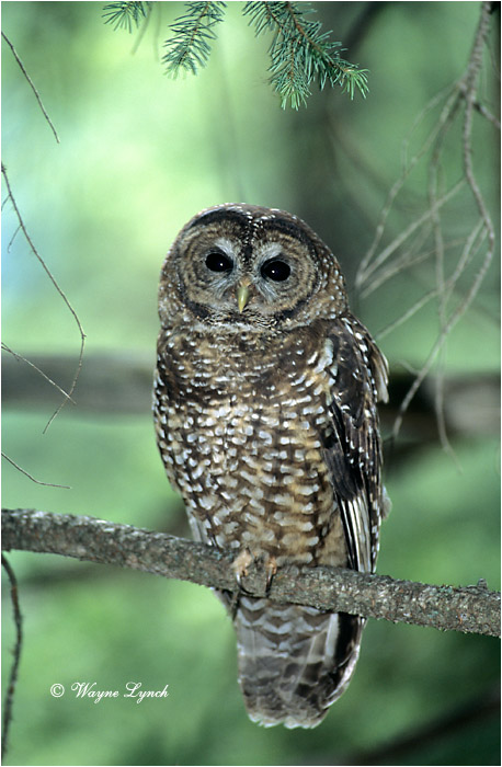 Northern Spotted Owl 106 by Wayne Lynch 