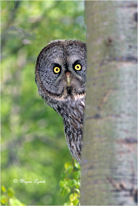 Great Gray Owl 134 by Wayne Lynch &copy;