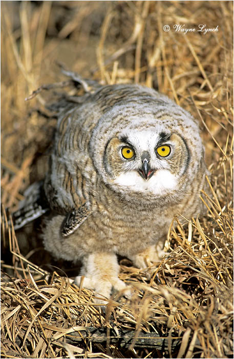 Great Horned Owl 107 by Wayne Lynch &copy;