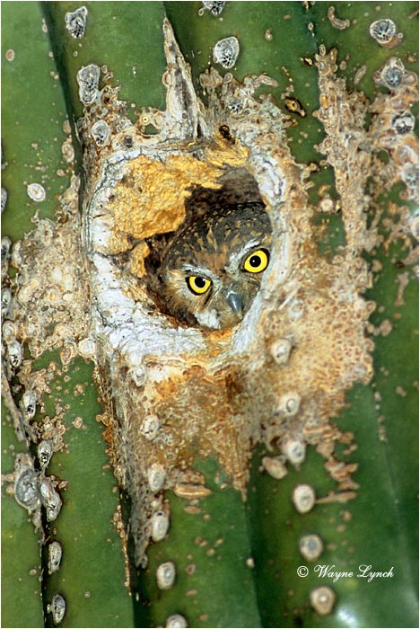 Elf Owl 102 by Wayne Lynch &copy;