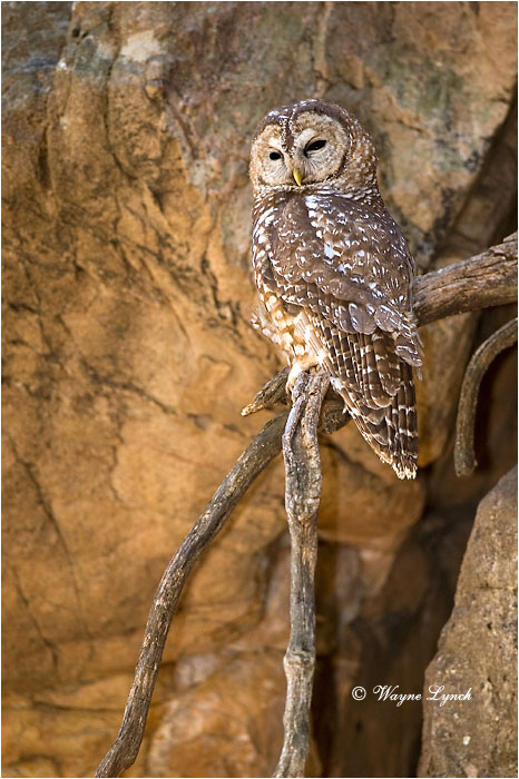 Mexican Spotted Owl 104 by Wayne Lynch &copy;
