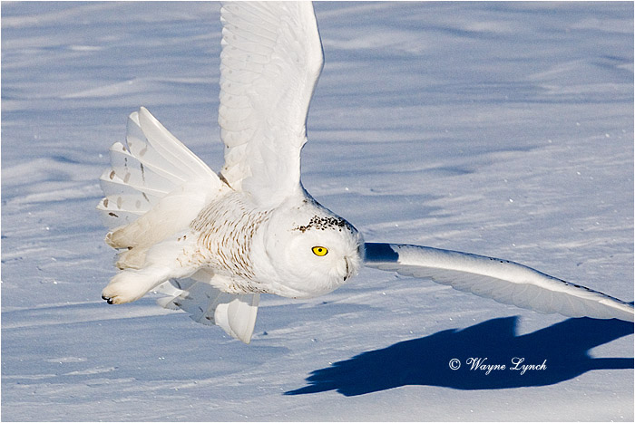 Snowy Owl 128 by Dr. Wayne Lynch &copy;