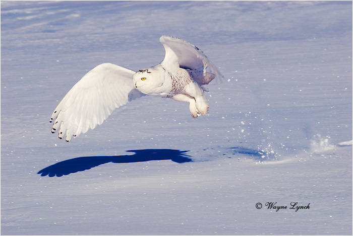 Snowy Owl 129 by Dr. Wayne Lynch &copy;