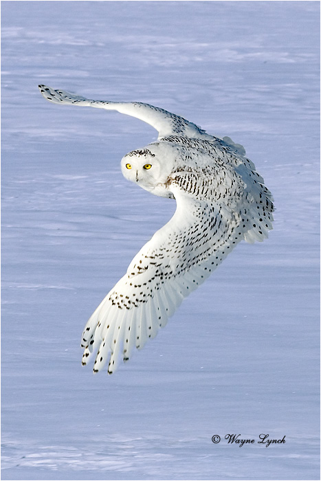 Snowy Owl 134 by Dr. Wayne Lynch &copy;